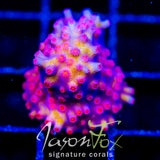 JF PINK BRANCHING CYPHASTREA