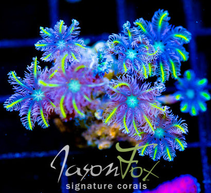 TSA LEMON LAZERS CLOVES