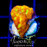 JF JACK O LANTERN LEPTO