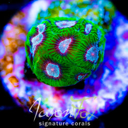 JF POWDER PUFF FAVIA