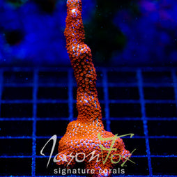 JF SUNTAN DIGI XL FRAG