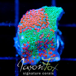 JF DIZZY SPELL MONTI