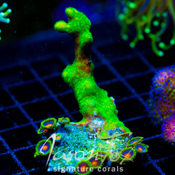 JF GREEN BRANCHING PSAMMACORA COMBO