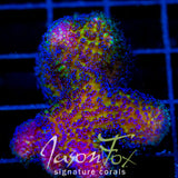 JF BLUEBERRY FIELDS STYLO