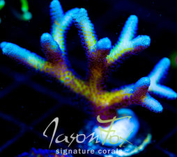 ORA BIRDS OF PARADISE BN