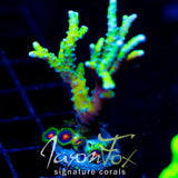 BR GREEN GOBLIN ANACROPORA ACRO