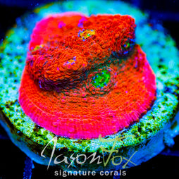 JF PINK BOOBIES CHALICE