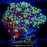 JF ORANGE CRUSH GALAXIA