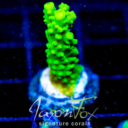 GREEN SLIMER ACRO COMBO