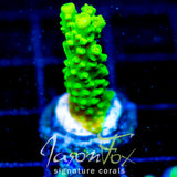 GREEN SLIMER ACRO COMBO