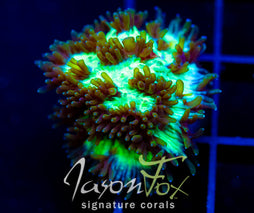 JF HIGHLIGHTER GREEN HYDNO