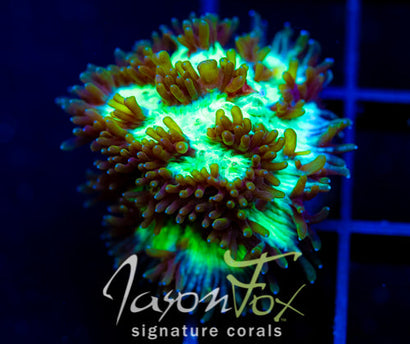 JF HIGHLIGHTER GREEN HYDNO