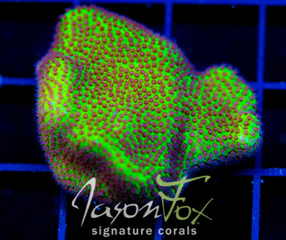 JF SPECIAL PORITES XL FRAG