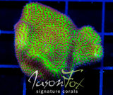 JF SPECIAL PORITES XL FRAG