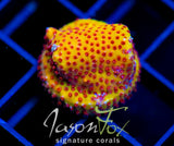 JF BURNING BANANA STYLO