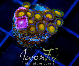 JF SUNFLOWER ZOAS COMBO