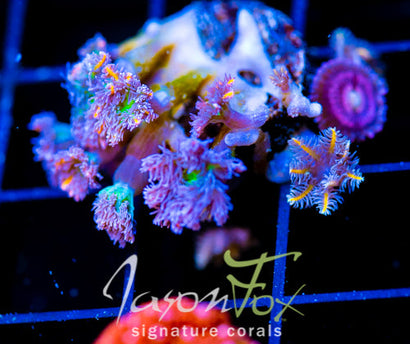 JF ORANGE INFUSED RAINBOW CLOVES COMBO