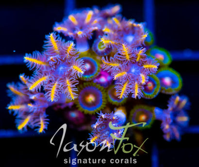 JF TANGERINE TWISTERS CLOVES COMBO