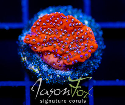 JF FRANKIES FRANKENBERRY MONTI