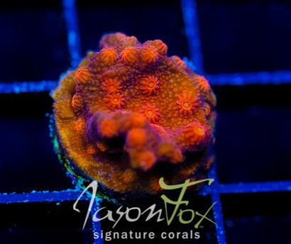 JF HOT HEAD CYPHASTREA