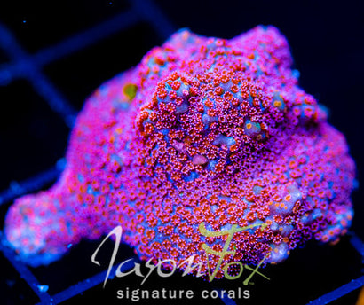 GB SEVEN HEAVENS MONTI