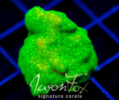 JF GREEN BRANCHING PSAMMACORA