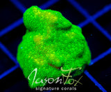 JF GREEN BRANCHING PSAMMACORA