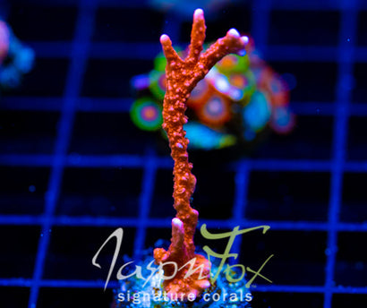 JF FIRESTARTER MONTI HIRSUTA