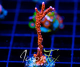 JF FIRESTARTER MONTI HIRSUTA