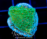 JF VOLCANIC ERUPTION MONTI