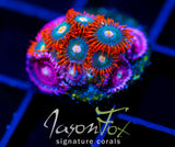 JF BURNING BLOSSOMS COMBO