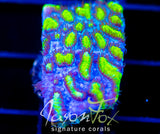 JF BLUEBERRY BLAST HYDNO