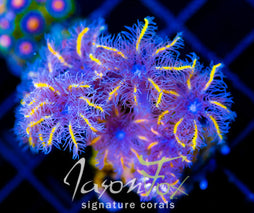 JF TANGERINE TWISTERS CLOVES