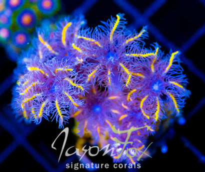 JF TANGERINE TWISTERS CLOVES