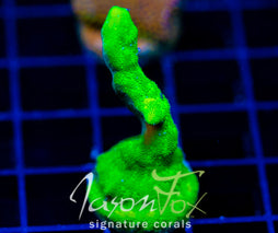 JF GREEN BRANCHING PSAMMACORA