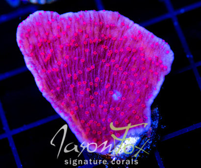 RRC RED ROSES  MONTI CAP