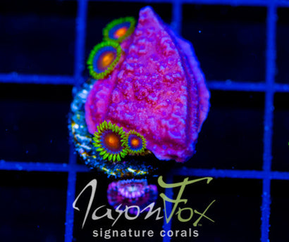 JF PURPLE MONTI CAP COMBO