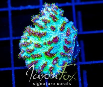 JF MAGIC CARPET HYDNO