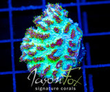 JF MAGIC CARPET HYDNO