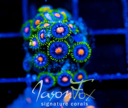 JF ASS MONKEYS ZOAS