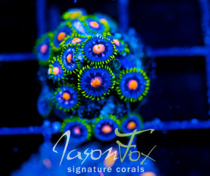 JF ASS MONKEYS ZOAS