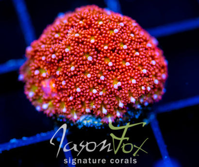 JF KALEIDOSCOPE GONI