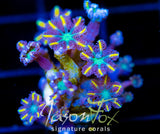 JF YELLOW INFUSED RAINBOW CLOVES