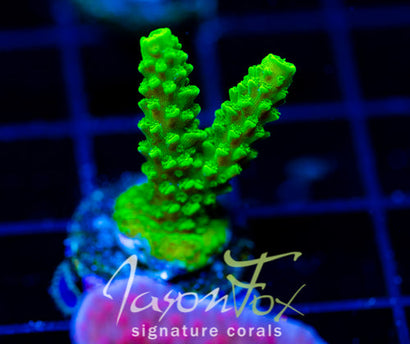 JF SUPER GREEN STAG COMBO