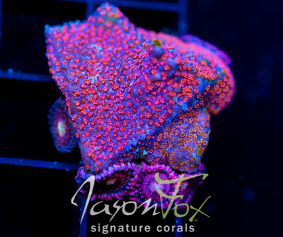 GB SEVEN HEAVENS MONTI COMBO