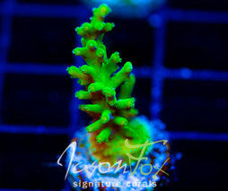 JF GREEN DRAGON ACRO
