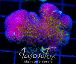 JF BLUEBERRY FIELDS STYLO