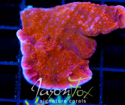 JF MIXED EMOTIONS MONTI