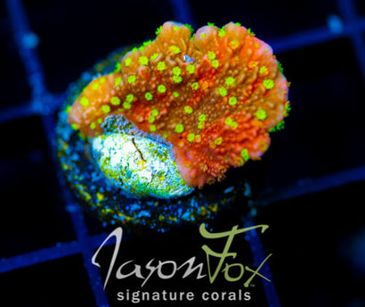 JF GRAFTED SUN MONTI