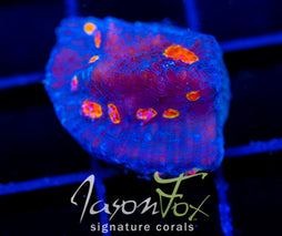 TYREE PUMPKIN PATCH CHALICE